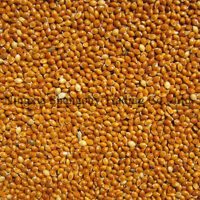 broomcorn millet