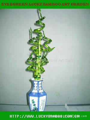 lucky bamboo