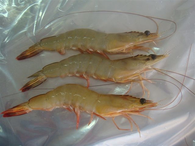 WHITE PRAWN