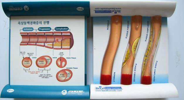 Human Organ Educational with slide-out card