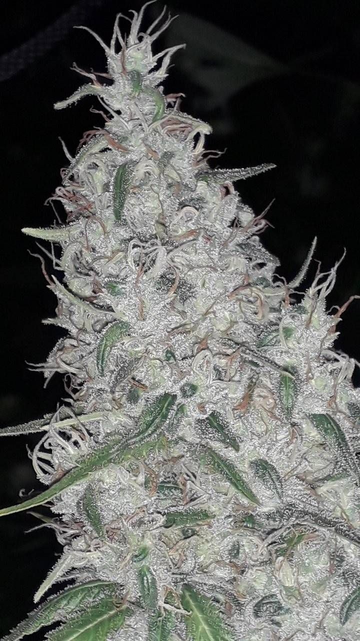 Medical #canabis,og kush