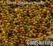 Clover Seeds