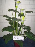 Calla lily 3f 22 LVS PVC 马蹄兰