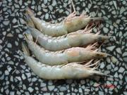 JINGA SHRIMP