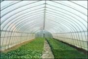 greenhouse sheet