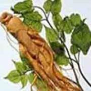 Ginseng P.E. 