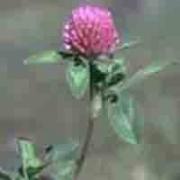 Red Clover P.E.  