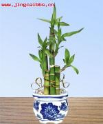 lucky bamboo