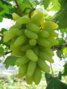 Grape seed extract  (info3@sports-ingredient.com)