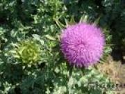 Milk  thistle P.E (info3@sports-ingredient.com)