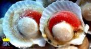 IQF HALF SHELL SCALLOP