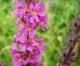 Lythrum salicaria Extract 