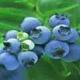 Blueberry Anthocyanin 