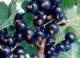 black currant anthocyanin (sophie@healthynaturalcolor.com)