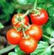  tomato color(resist radiation) (sophie@healthynaturalcolor.com)