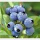 blueberry extract,blueberry anthocyanin