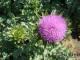 Milk  thistle P.E (info3@sports-ingredient.com)