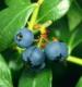 Blueberry anthocyanin  (info3@sports-ingredient.com)