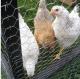 chicken mesh